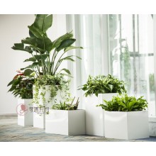 專注室內(nèi)綠植服務8年，綠植租賃，免費養(yǎng)護，一站式商務空間
